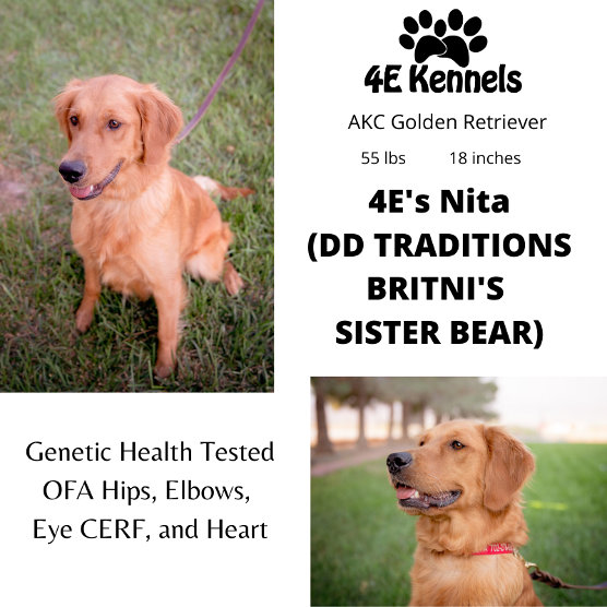 Goldendoodle Breeder Las Vegas Badass Breeder 4E Kennels